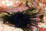 urchin