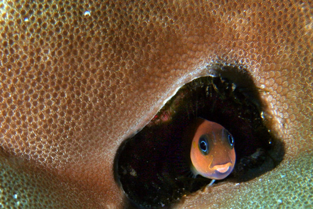 Blenny