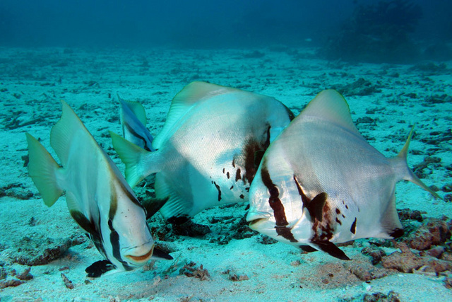 Spadefish