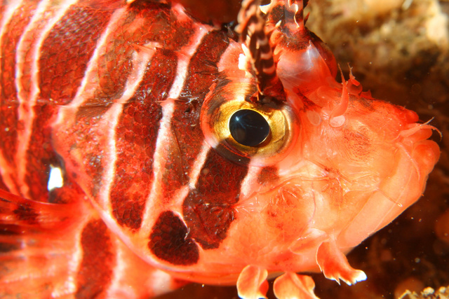 Lionfish