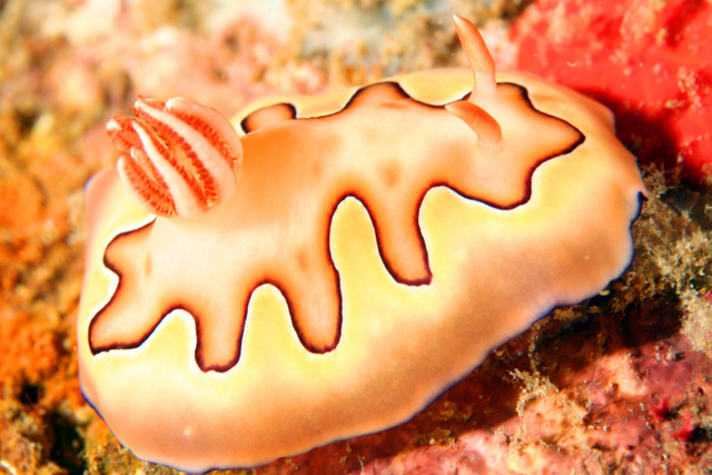 Nudibranch