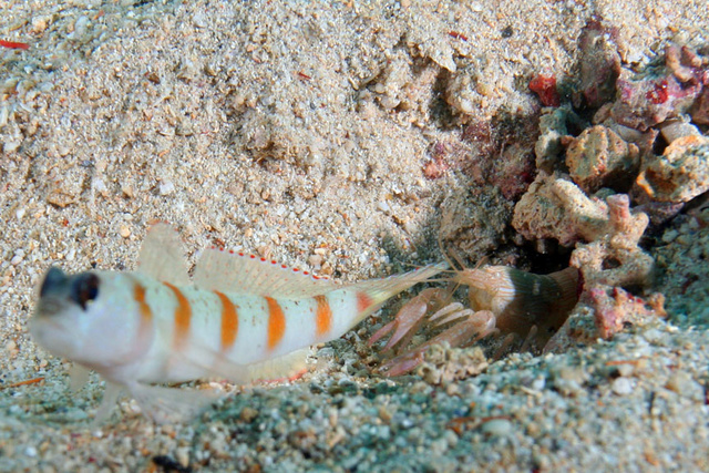 ShrimpGoby