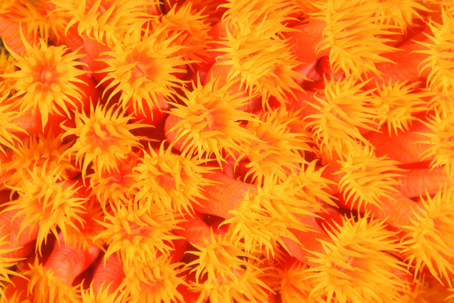 SunCoral