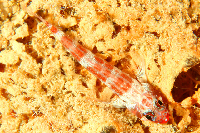 goby