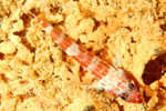 goby