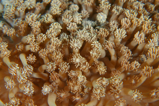 Coral2