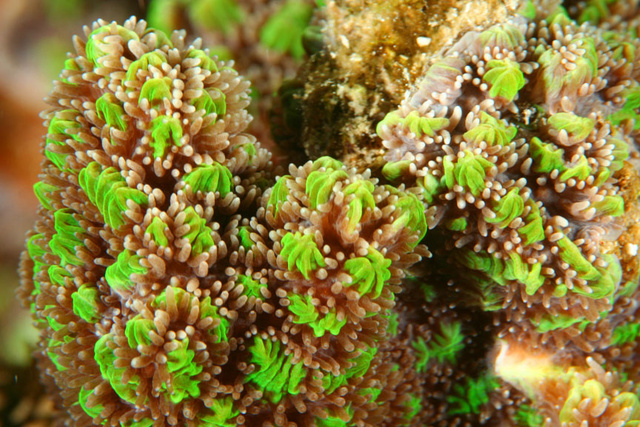 Coral3