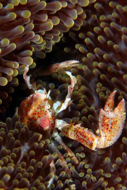 Porcelain Crab