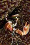 Porcelain Crab