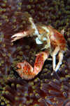 Porcelain Crab2