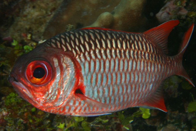 Squirrelfish