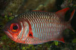 Squirrelfish