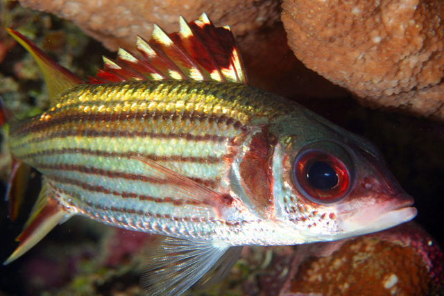 Squirrelfish2