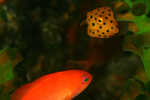 Boxfish