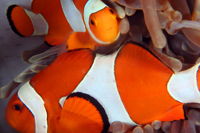 Clownfish