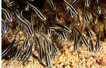 Coral Catfish