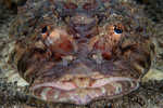 Crocodile Fish