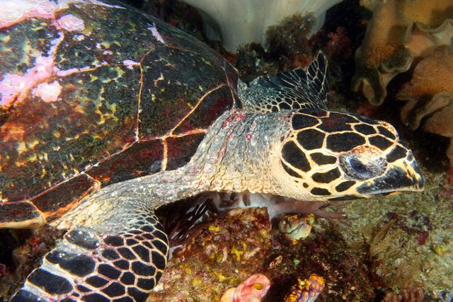 Hawksbill Turtle