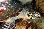 Hawksbill Turtle