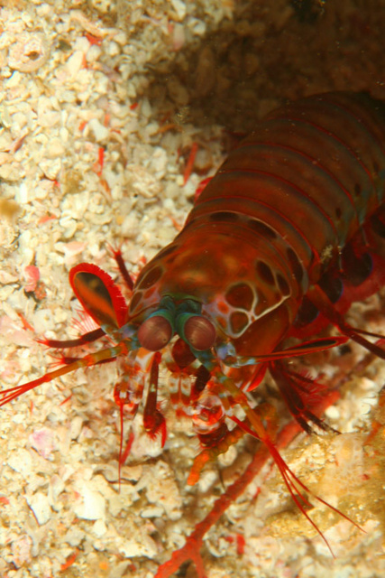 Mantis Shrimp