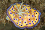 Nudibranch