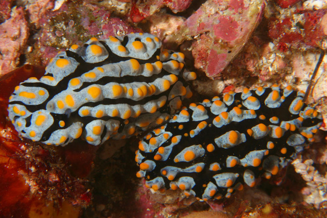 Nudibranchs