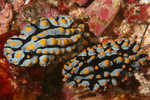 Nudibranchs