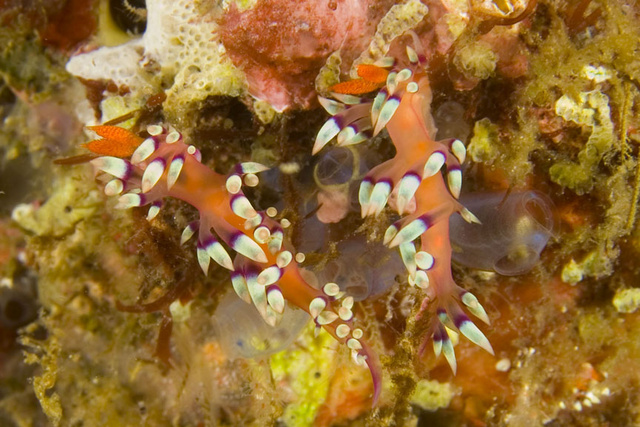 Nudibranchs