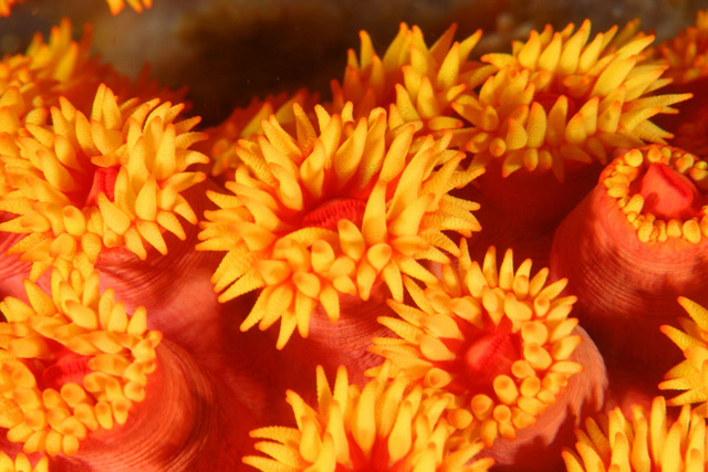 Sun Polyps