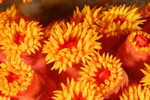 Sun Polyps