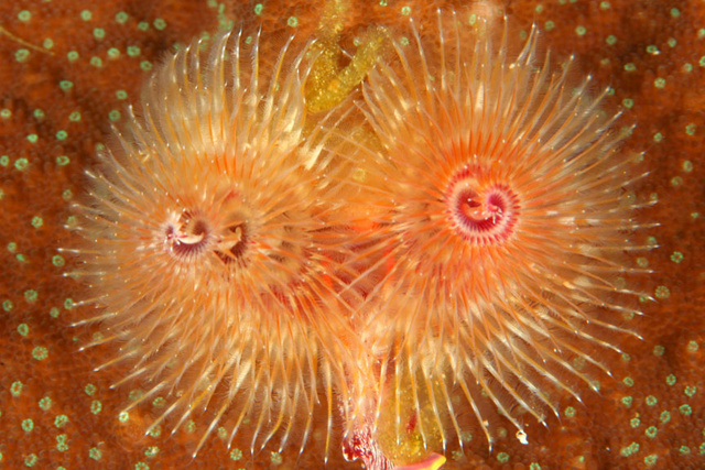 Christmastree Worms