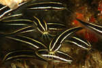 Coral Catfish