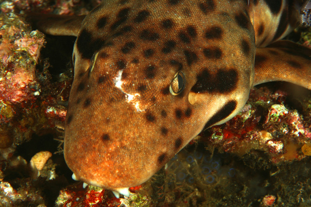 Eppaulette Shark