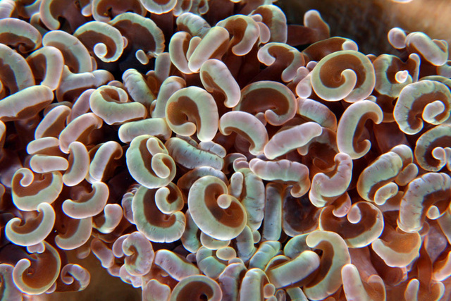 Hammer Coral