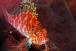 Hawkfish