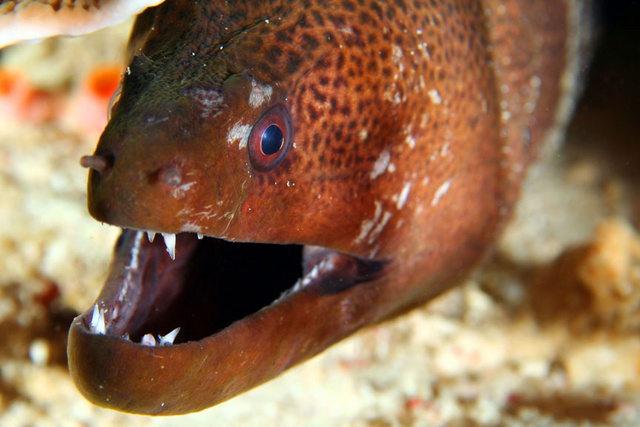 Moray