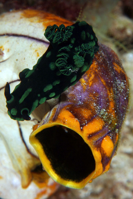 Nudibranch