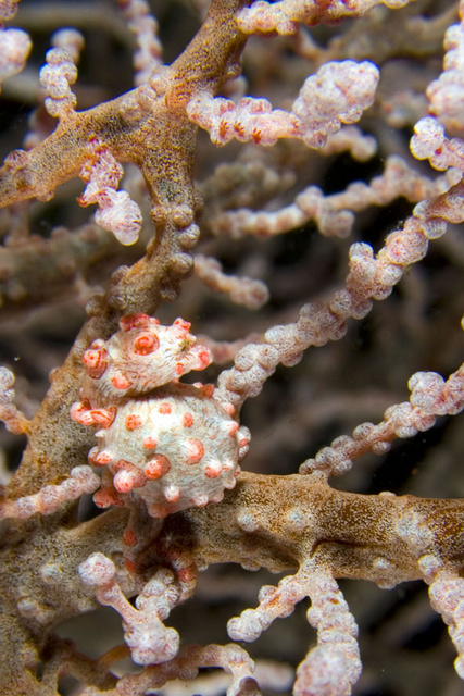 Pygmy Seahorse