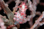 Pygmy Seahorse