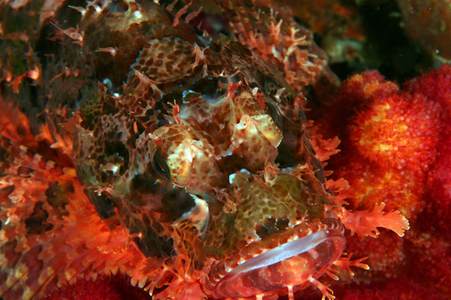 Scorpion Fish