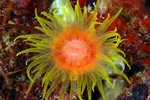 Sun Polyp