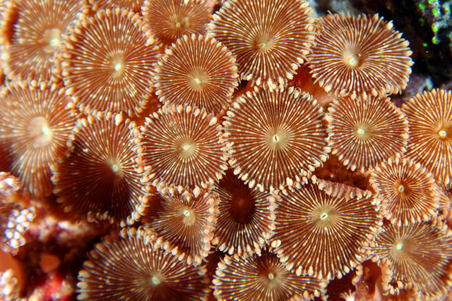 Zoas