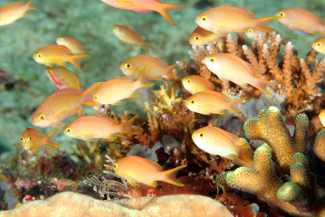 Anthias