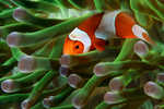 Clownfish