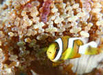 Clownfish