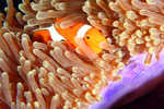 Clownfish