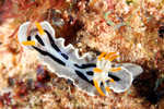 Nudibranch