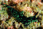 Nudibranch