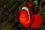 Spine Cheeck Clownfish