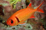 Squirrel Fish